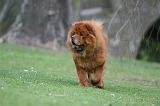 CHOW CHOW 709